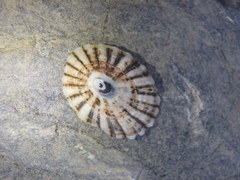 Scutellastra peronii
