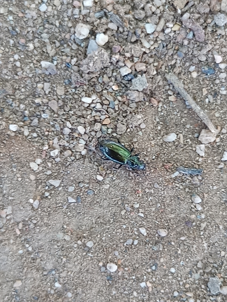 Tetragonoderus viridis