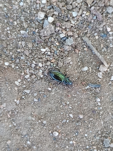 Tetragonoderus viridis