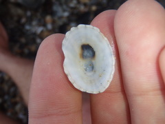 Scutellastra peronii