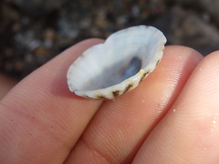 Scutellastra peronii