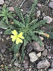 Oenothera primiveris primiveris