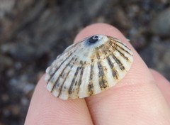 Scutellastra peronii