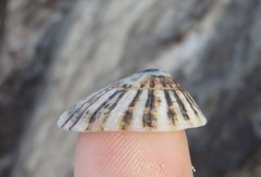 Scutellastra peronii