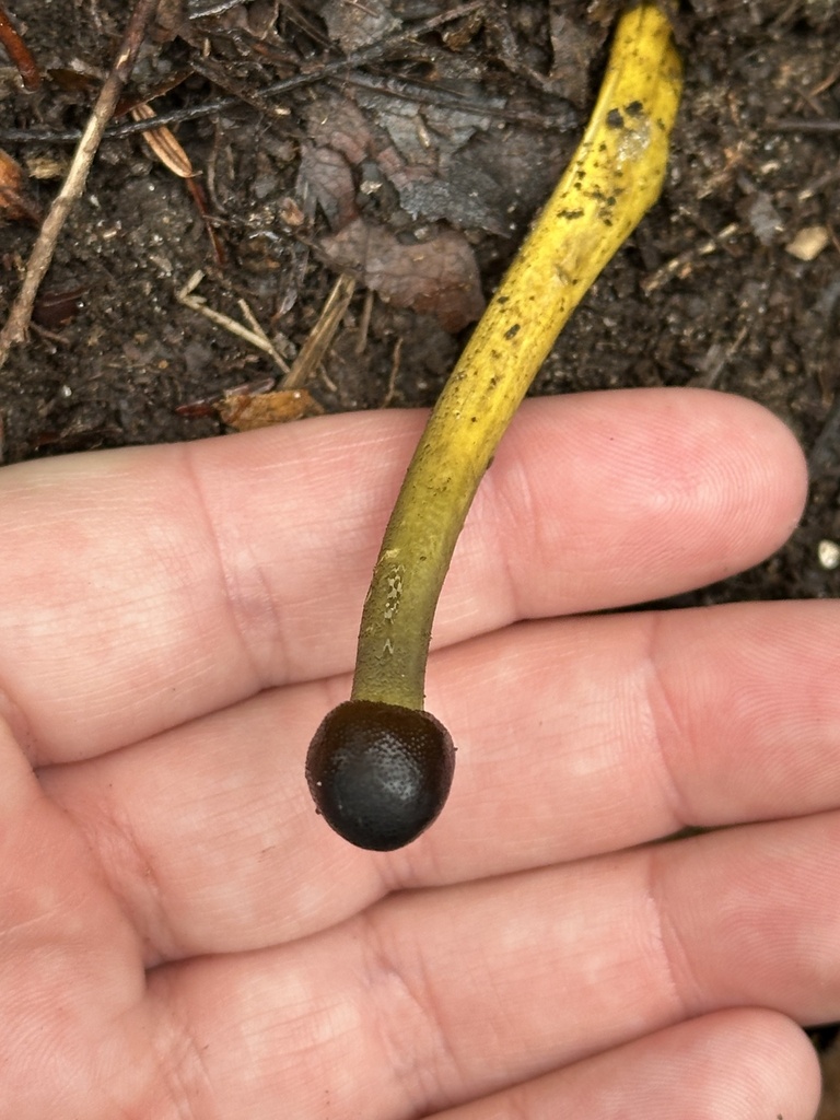 tolypocladium-longisegmentatum-from-fall-creek-falls-state-park