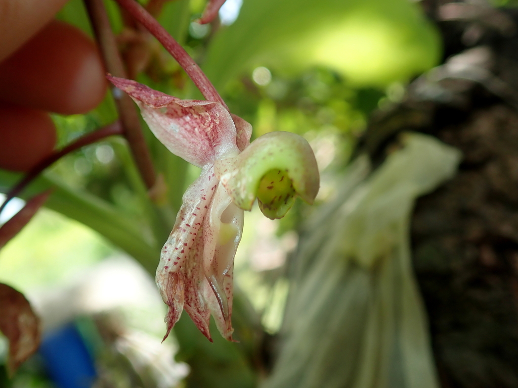 Catasetum confusum