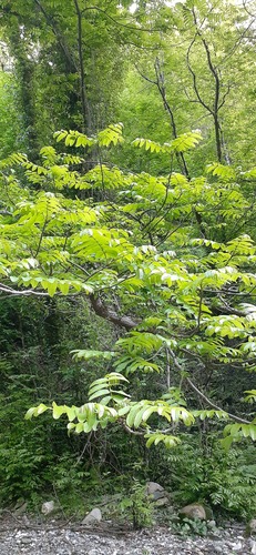 orechovec jaseňolistý (Pterocarya fraxinifolia)