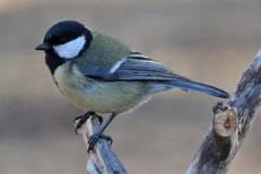 Parus major