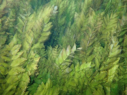 Lesser Water-parsnip foliage