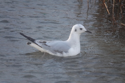 Gaviota de Bonaparte (Chroicocephalus philadelphia)