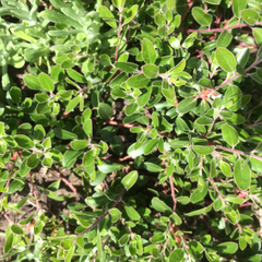 Arctostaphylos franciscana