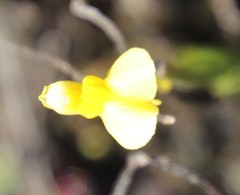 Utricularia prehensilis