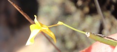 Utricularia prehensilis