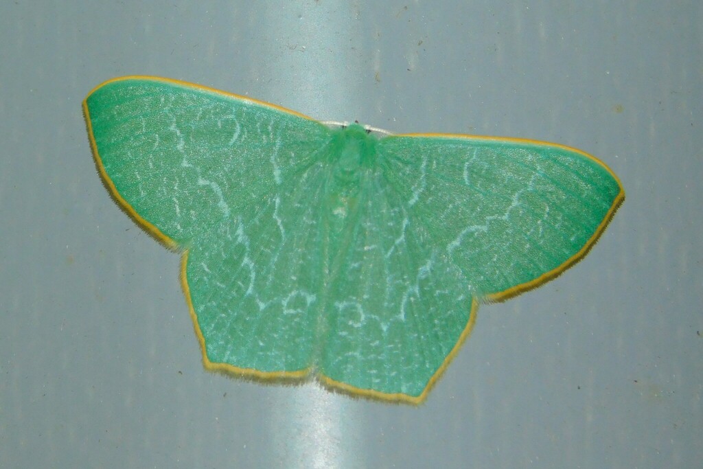 Thalassodes dentatilinea