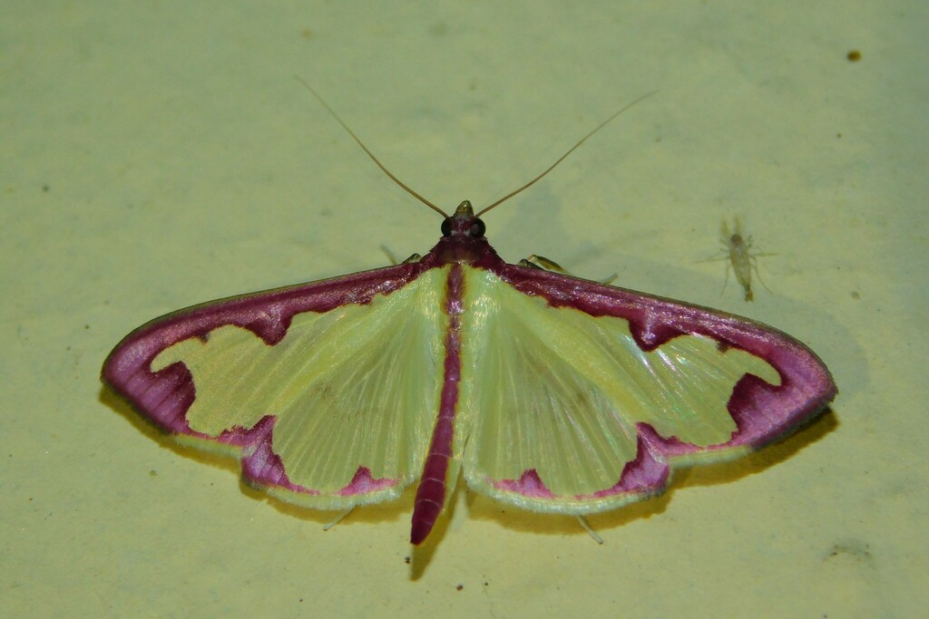 Purple-edged Pearl