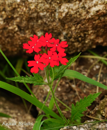 Trailing Vervain (Verbena peruviana)