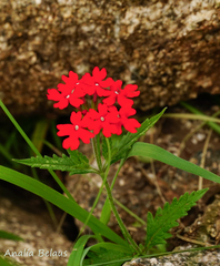 Trailing Vervain (Verbena peruviana)