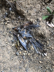 Piranga bidentata