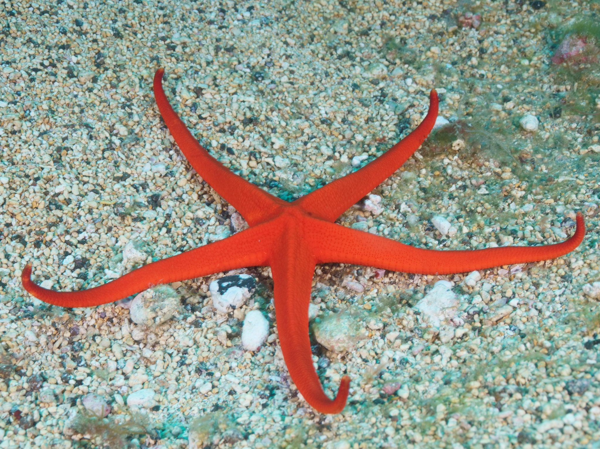 Estrella de Mar de Las Canarias