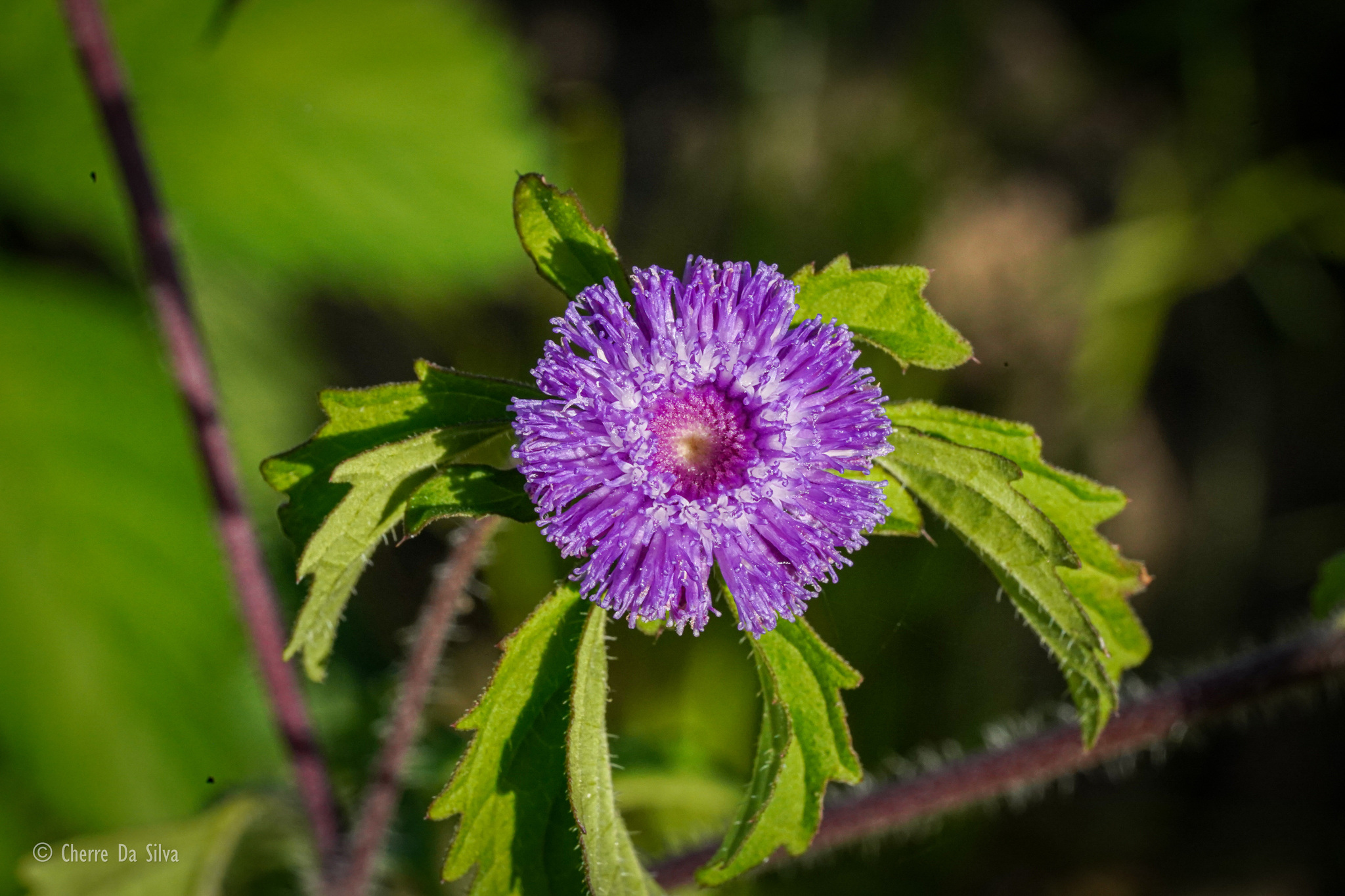 Centratherum punctatum