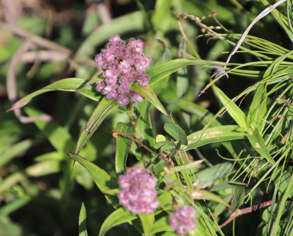 Floscopa glomerata (Floscopa glomerata)