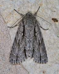 Acronicta texana