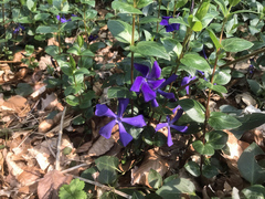 Vinca major