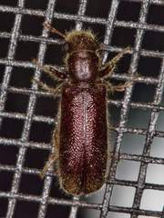 Melalgus plicatus