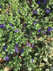 Vinca major