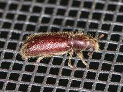 Melalgus plicatus