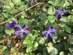 Vinca major
