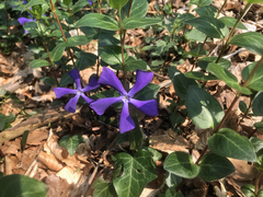 Vinca major