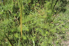Cyperus prolifer