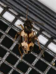 Tetragonoderus fasciatus