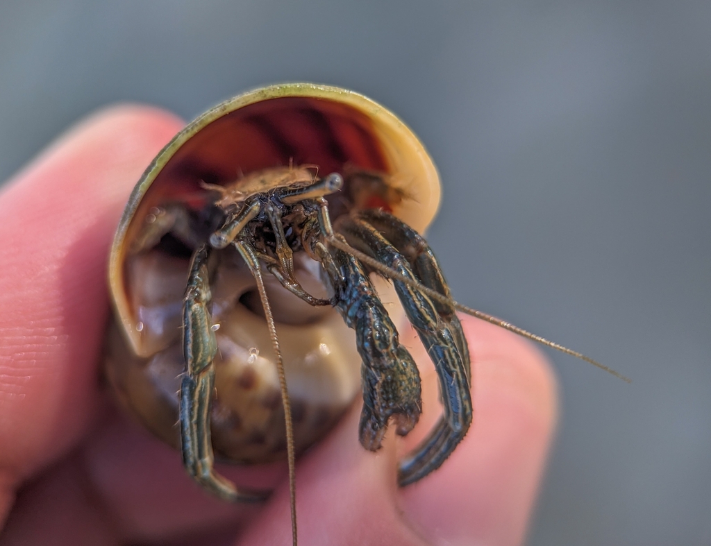 Clibanarius symmetricus