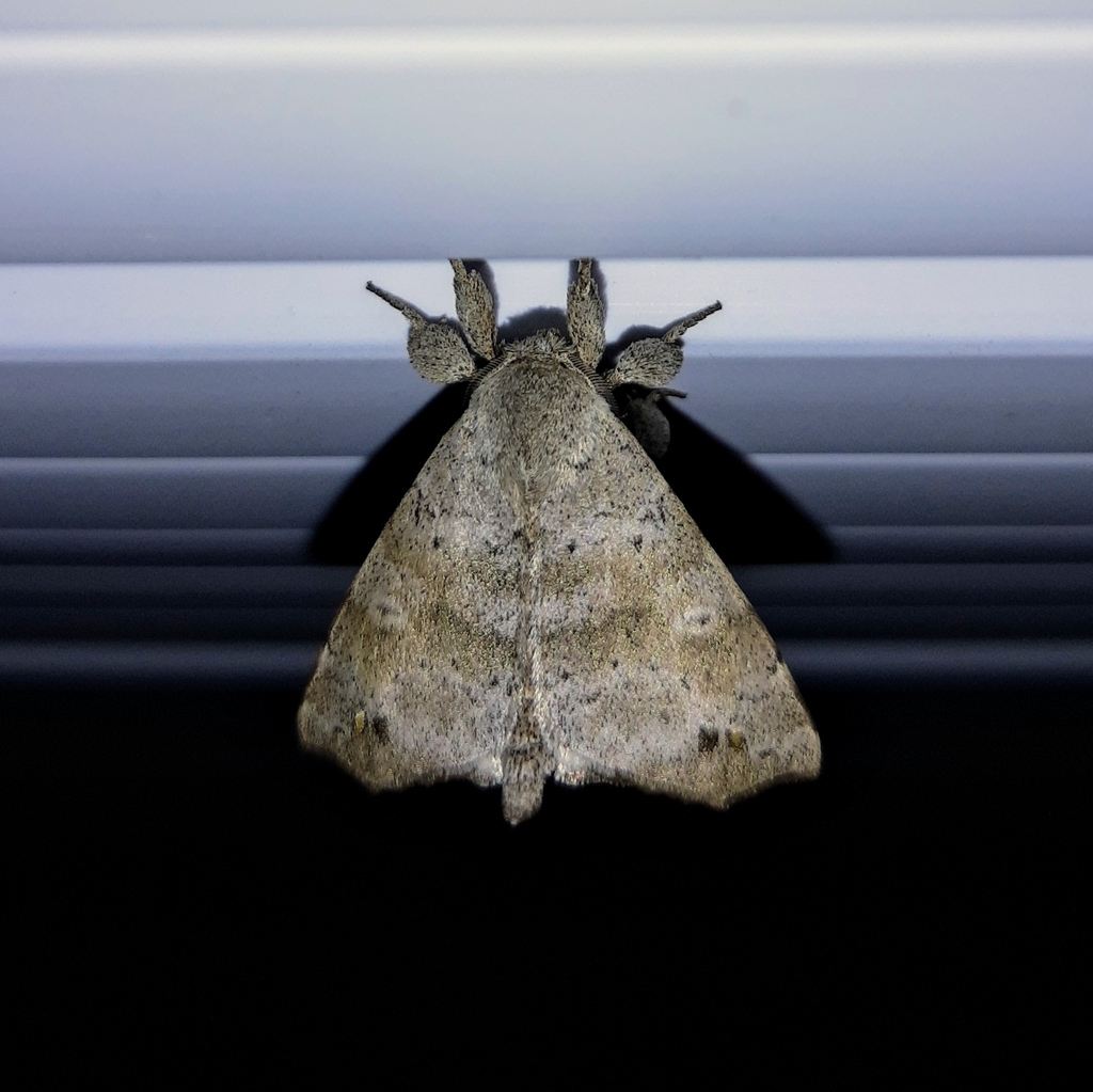 Olceclostera mutusca