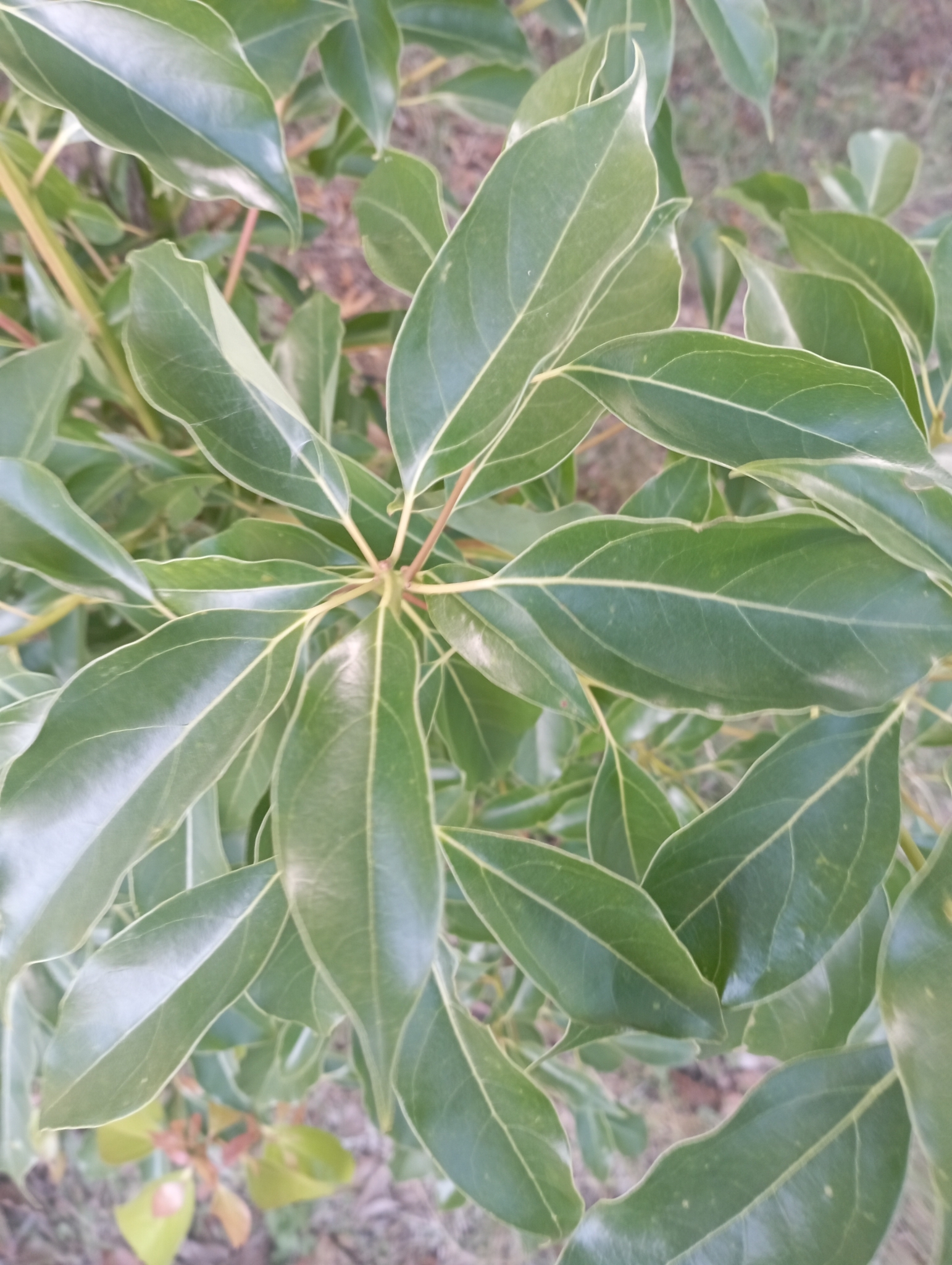 Imagem de Canela