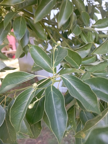Foto de Canela