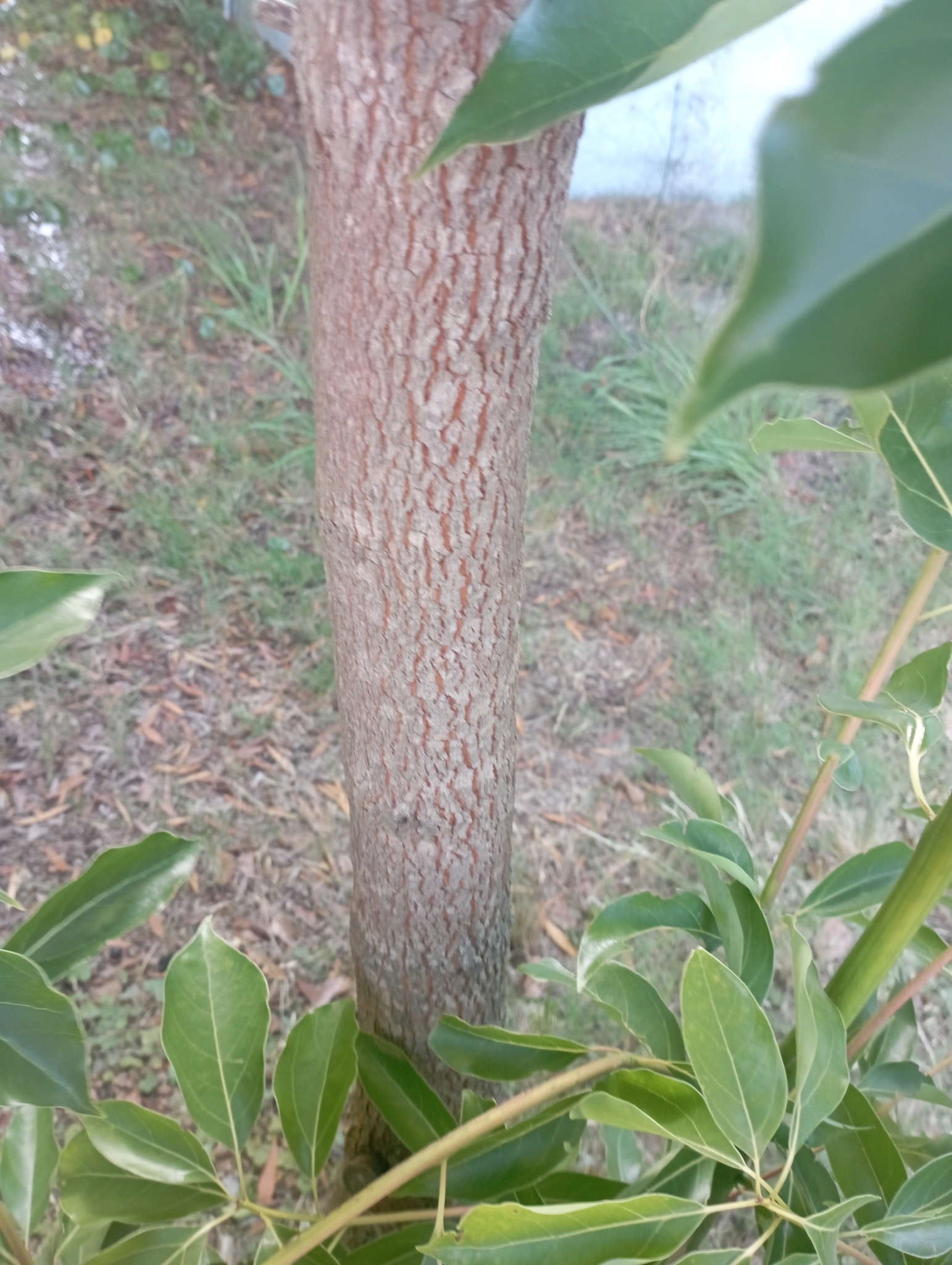 Imagem de Canela