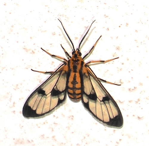 Loxophlebia flavinigra