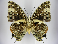 Charaxes etesipe etesipe