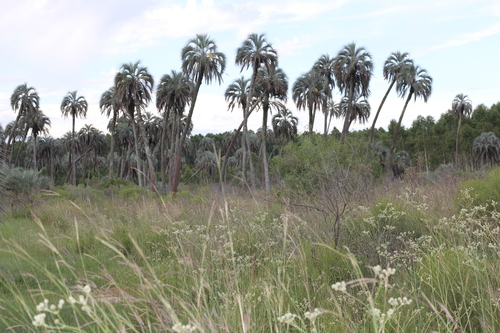 Image of Butia yatay by (c) Romi Galeota Lencina, some rights reserved (CC BY)