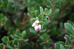 Arctostaphylos pacifica