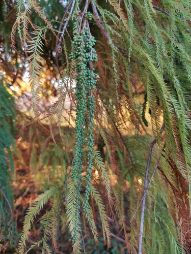 tisovec dvojradový (Taxodium distichum)