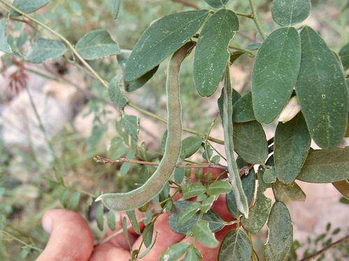 Image of Galactia wrightii by (c) Sue Carnahan, some rights reserved (CC BY)