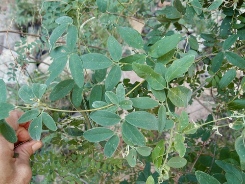 Image of Galactia wrightii by (c) Sue Carnahan, some rights reserved (CC BY)