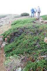 Arctostaphylos pacifica