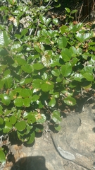 Angiospermae