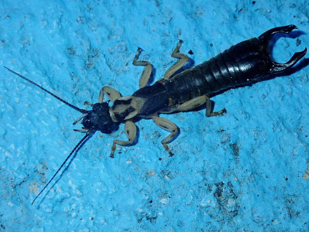 Pygidicrana forcipata