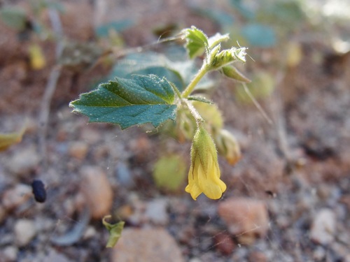 Image of Hermannia pauciflora by (c) Sue Carnahan, some rights reserved (CC BY)